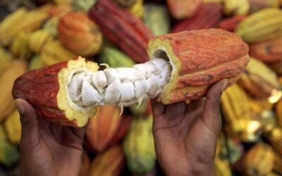 Parten cacaoteros a Italia; posicionarán a Tabasco